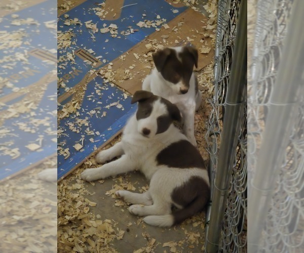 Medium Photo #8 Border Collie Puppy For Sale in LEBANON, MO, USA