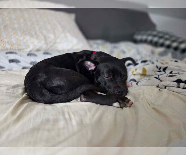 Medium Photo #5 American Bulldog-Unknown Mix Puppy For Sale in Oro Medonte, Ontario, Canada