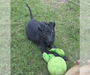 Mutt Dogs for adoption in Blacksburg, SC, USA