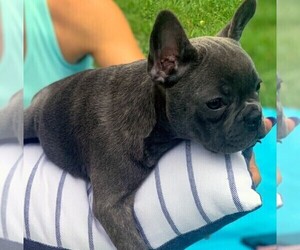 French Bulldog Puppy for sale in TAMPA, FL, USA