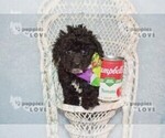 Small #1 Poodle (Toy)