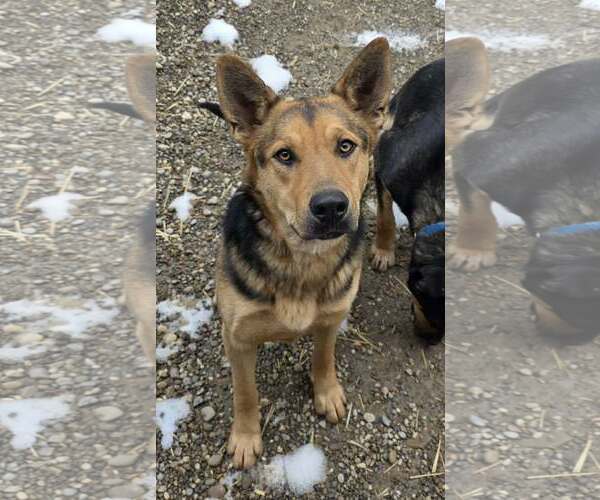Medium Photo #5 German Shepherd Dog-Unknown Mix Puppy For Sale in Woodsfield, OH, USA