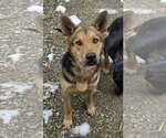 Small Photo #5 German Shepherd Dog-Unknown Mix Puppy For Sale in Woodsfield, OH, USA