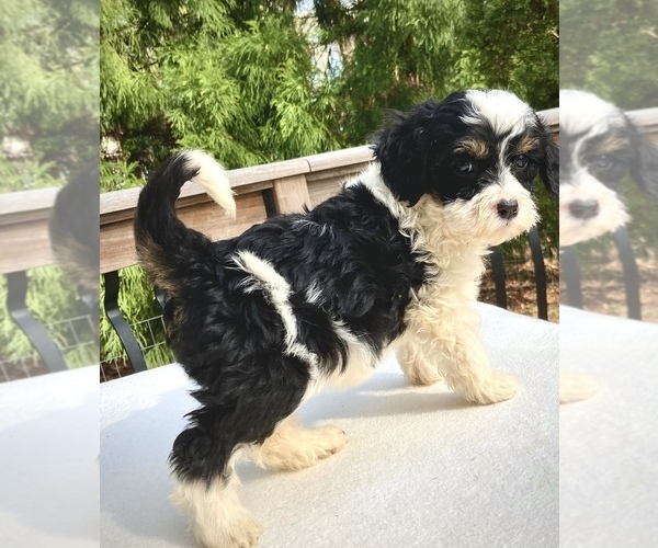 Medium Photo #2 Sheepadoodle Puppy For Sale in CHATHAM, PA, USA
