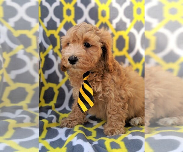 Medium Photo #3 Cavachon-Poodle (Miniature) Mix Puppy For Sale in LANCASTER, PA, USA