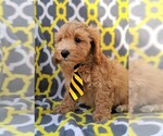 Small Photo #3 Cavachon-Poodle (Miniature) Mix Puppy For Sale in LANCASTER, PA, USA