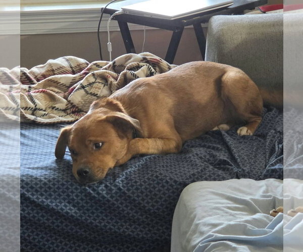 Medium Photo #1 American Pit Bull Terrier-Unknown Mix Puppy For Sale in Oakhurst, NJ, USA