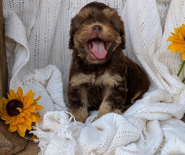 Medium Photo #3 Cock-A-Poo Puppy For Sale in GOSHEN, IN, USA