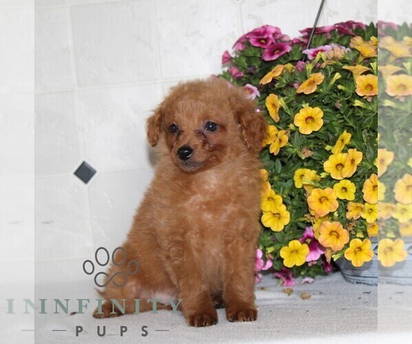 Medium Photo #3 Jack-A-Poo Puppy For Sale in KIRKWOOD, PA, USA