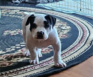 American Staffordshire Terrier Puppy for sale in AKRON, OH, USA
