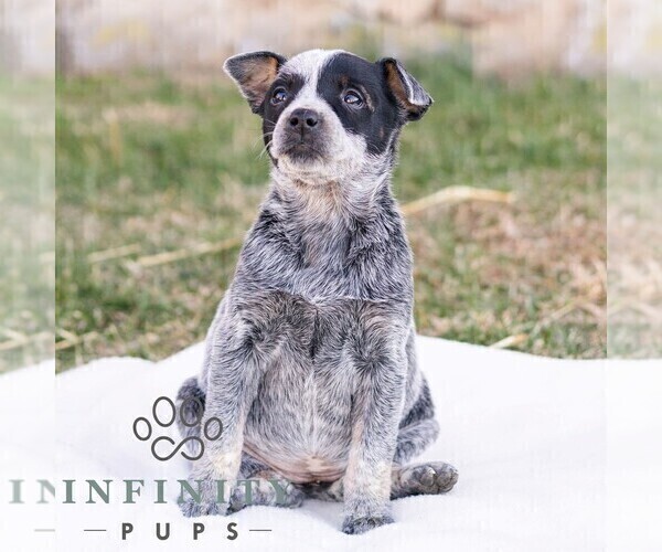 Medium Photo #2 Australian Cattle Dog Puppy For Sale in CHAMBERSBURG, PA, USA