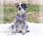 Small #1 Australian Cattle Dog