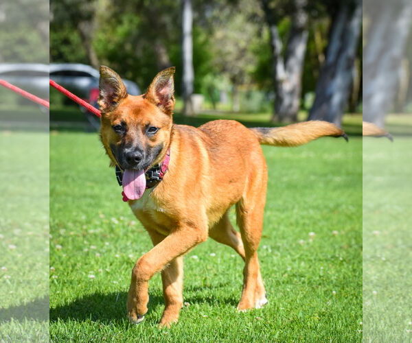 Medium Photo #7 German Shepherd Dog-Unknown Mix Puppy For Sale in Newport Beach, CA, USA