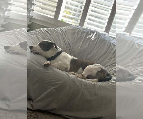 Medium Photo #6 Bulldog-Unknown Mix Puppy For Sale in Oakhurst, NJ, USA