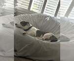 Small #5 Bulldog Mix