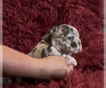 Small Photo #5 French Bulldog Puppy For Sale in CALDWELL, TX, USA