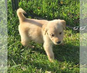 Golden Retriever Puppy for sale in RIGA, MI, USA