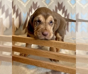 Bloodhound Puppy for sale in FORT MORGAN, CO, USA