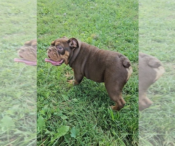 Medium Photo #1 Bulldog Puppy For Sale in INDIANAPOLIS, IN, USA