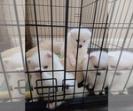 Small Photo #23 Pomeranian Puppy For Sale in CITRUS HEIGHTS, CA, USA