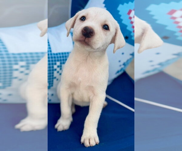 Medium Photo #2 Labrador Retriever-Unknown Mix Puppy For Sale in Jefferson, NJ, USA