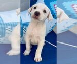 Small #1 Labrador Retriever Mix