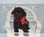 Small #8 Poodle (Toy)