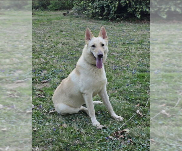 Medium Photo #1 - Mix Puppy For Sale in Winston Salem, NC, USA