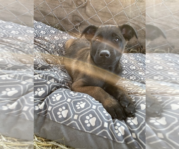 Medium Photo #13 Belgian Malinois Puppy For Sale in CASCADE, WI, USA