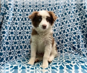 Australian Shepherd Puppy for sale in LAKELAND, FL, USA