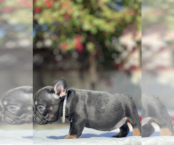 Full screen Photo #13 French Bulldog Puppy For Sale in LOS ANGELES, CA, USA