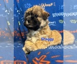Puppy Shaggy Zuchon