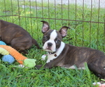 Small #3 Boston Terrier