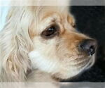 Small #9 Cocker Spaniel