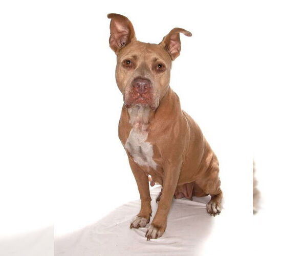 Medium Photo #4 American Staffordshire Terrier Puppy For Sale in Oakland Park, FL, USA