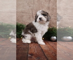 Small #3 Cavapoo (Toy)