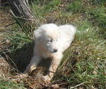 Puppy 8 Anatolian Shepherd-Great Pyrenees Mix