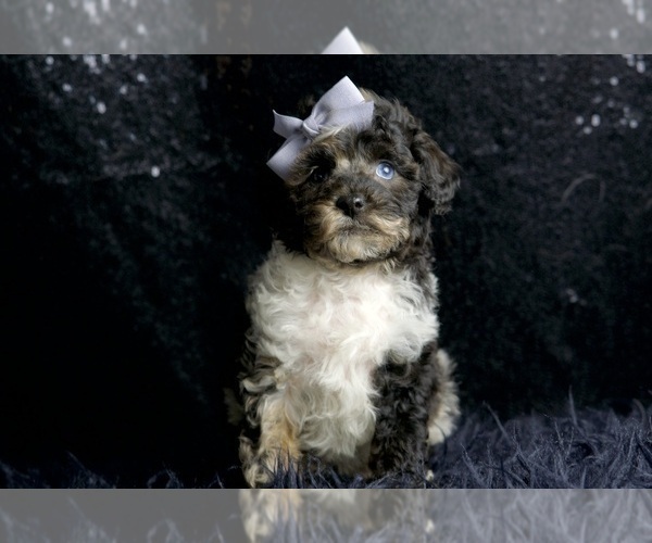 Medium Photo #48 Poodle (Toy) Puppy For Sale in WARSAW, IN, USA
