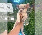 Small #11 French Bulldog