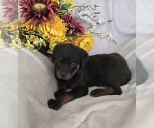 Rottweiler Puppy for sale in CASSVILLE, MO, USA