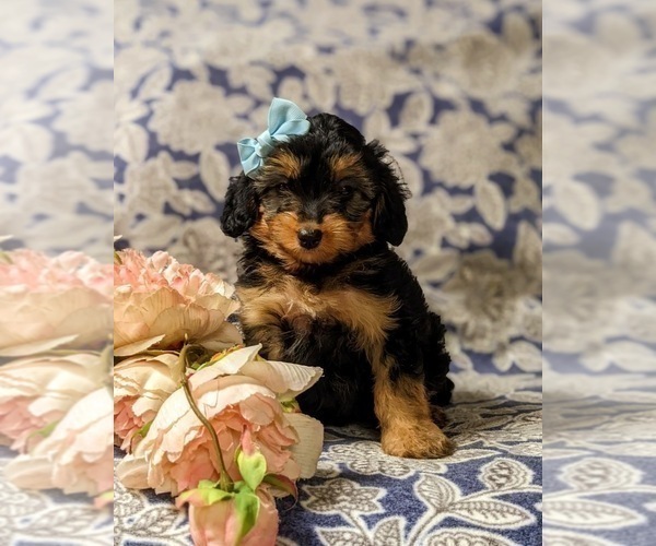 Medium Photo #3 Aussiedoodle Miniature  Puppy For Sale in NOTTINGHAM, PA, USA