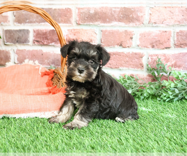 Medium Photo #2 Schnauzer (Miniature) Puppy For Sale in SYRACUSE, IN, USA