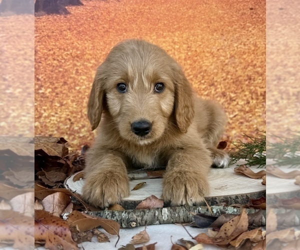 Medium Photo #4 Goldendoodle Puppy For Sale in OCALA, FL, USA
