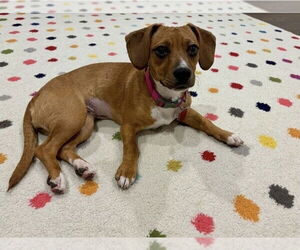 Dachshund-Unknown Mix Dogs for adoption in Lakewood, CO, USA