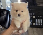 Small Photo #2 Pomeranian Puppy For Sale in MENIFEE, CA, USA
