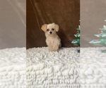 Small Photo #2 YorkiePoo Puppy For Sale in MARTINSVILLE, IN, USA