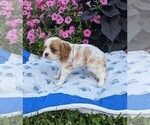 Small Photo #5 Cavalier King Charles Spaniel Puppy For Sale in DUNNVILLE, KY, USA