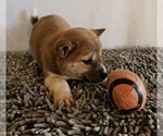 Small Photo #6 Shiba Inu Puppy For Sale in EDINA, MO, USA