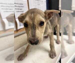 Labrador Retriever-Unknown Mix Dogs for adoption in Conroe, TX, USA