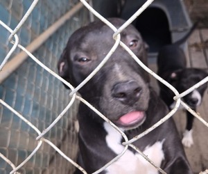 American Pit Bull Terrier Dogs for adoption in BAY MINETTE, AL, USA